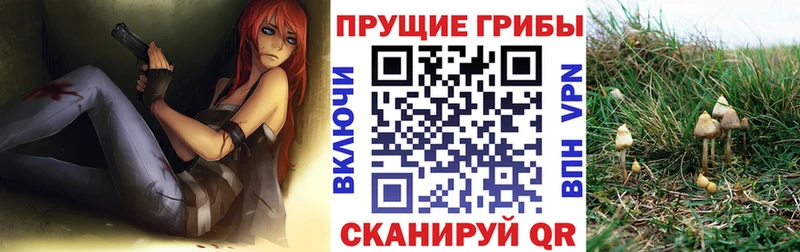darknet какой сайт  Ак-Довурак  Галлюциногенные грибы Psilocybine cubensis 
